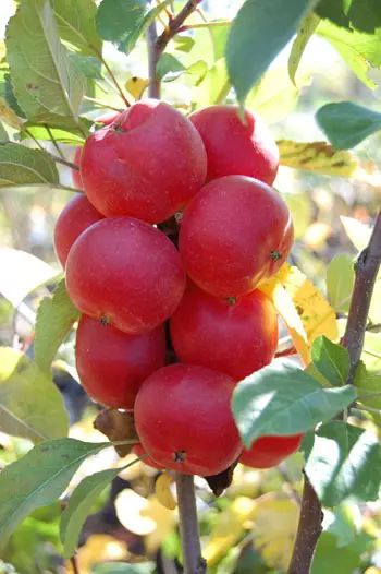 malus-wrights-scarlet-1