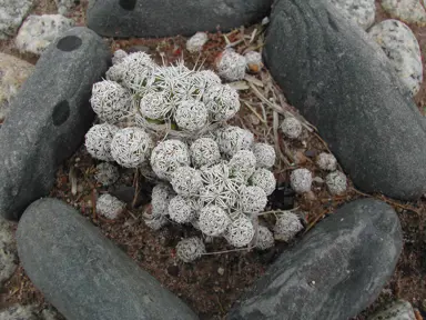 Mammillaria vetula (Thimble Cactus) plant in a rock garden.