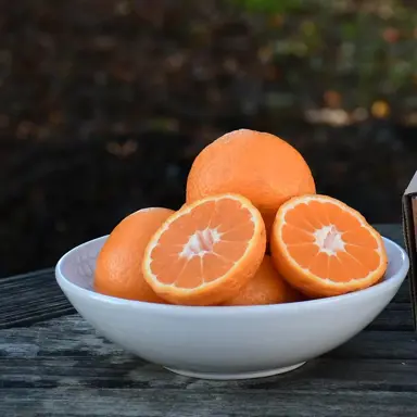Mandarin 'Aoshima' orange fruit.