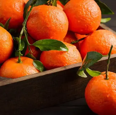 Mandarin 'Burgess Scarlet' orange fruit.