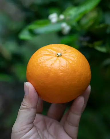 A 'Richards Special' Mandarin fruit.