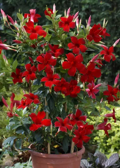 mandevilla-sun-parasol-red--1