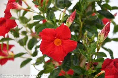 mandevilla-sun-parasol-red--2