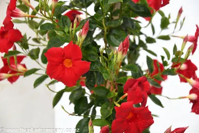 mandevilla-sun-parasol-red--3