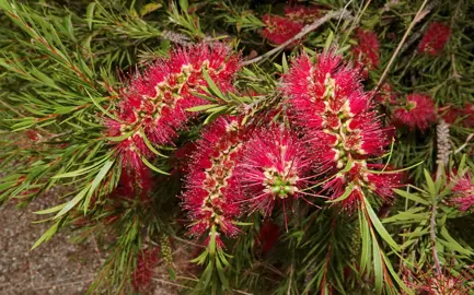 Melaleuca citrina shrub with red, bottlebrush flowers, held with cascading green foliage.