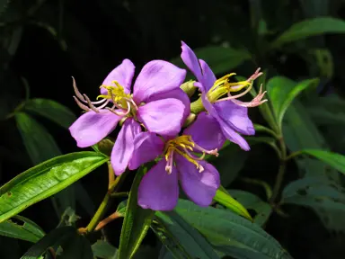 Melastoma affine shrub with elegant, pink flowers.