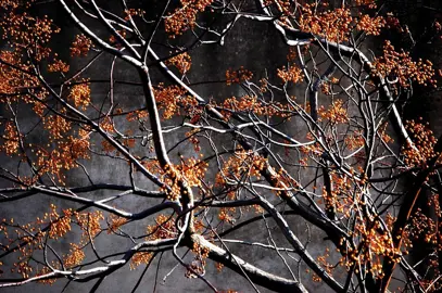 Melia azedarach tree covered in orange berries.