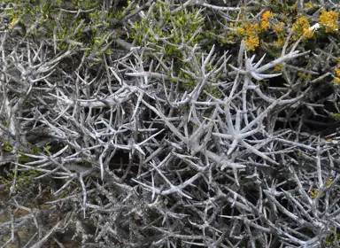 Melicytus alpinus shrub with bare stems.