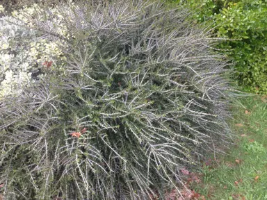 Melicytus crassifolius shrub growing beside a rock with dark green foliage.