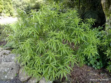 Melicytus lanceolatus shrub growing in a shaded spot.