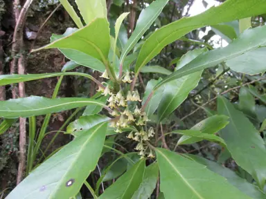 Melicytus macrophyllus shrub with large green leaves and elegant white flowers.