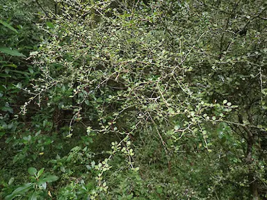 Melicytus micranthus shrub.