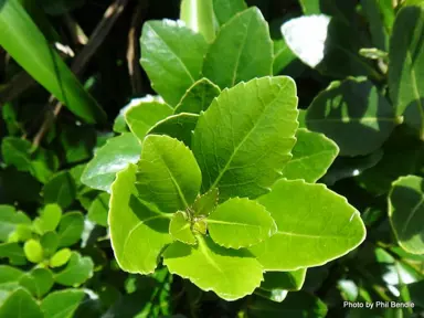 Melicytus novae-zelandiae shrub with lush, green foliage.