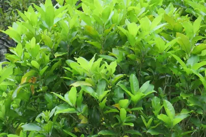 melicytus-ramiflorus-3