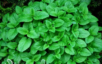 Melissa officinalis plant with lush, green foliage.