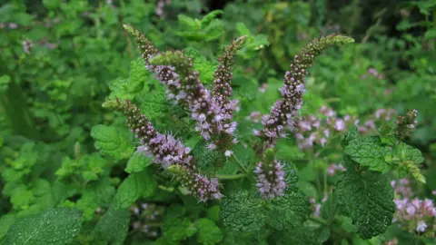 A Mentha spicata plant with pink flowers above lush, green foliage.