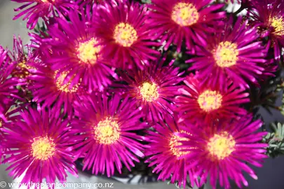 mesembryanthemum-crimson-glory--2