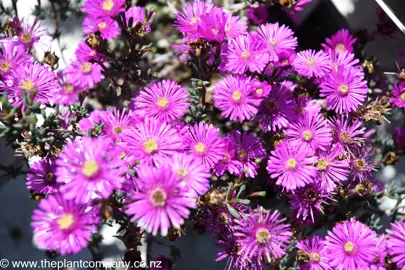 mesembryanthemum-purple-splendour--2