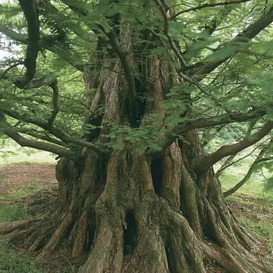 metasequoia-glyptostroboides-2