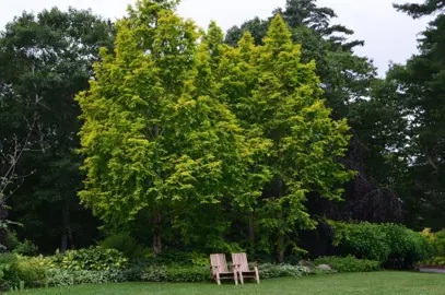 metasequoia-glyptostroboides-3