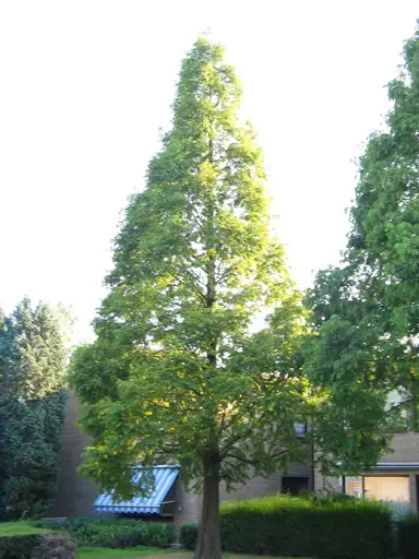 metasequoia-glyptostroboides-5