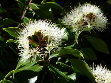 Metrosideros bartlettii white flowers.