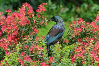 A Tui in a Metrosideros carminea shrub feeding on the red flowers.