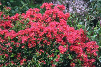 A colourful Metrosideros carminea shrub with green foliage and covered in red flowers in a mixed planting.