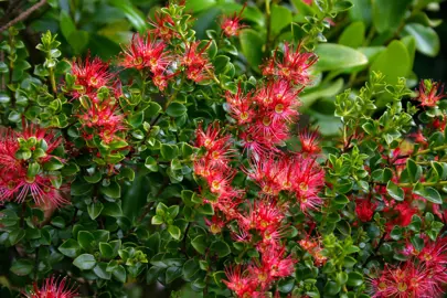 Metrosideros carminea (Crimson Rata) vine with green foliage and pretty, red flowers.