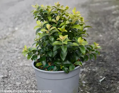 A Metrosideros 'Dalese'plant with lush green foliage for sale at The Plant Company nursery.