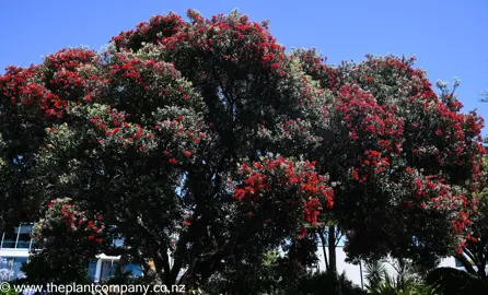 metrosideros-excelsa--10