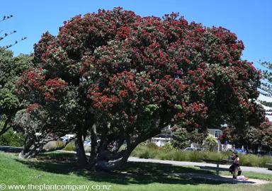 metrosideros-excelsa--8