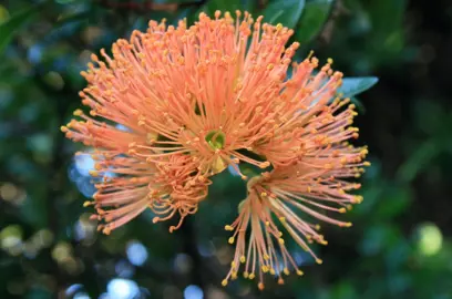 An elegant Metrosideros fulgens orange flower.