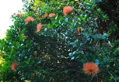 Metrosideros fulgens shrub with orange flowers and green foliage.