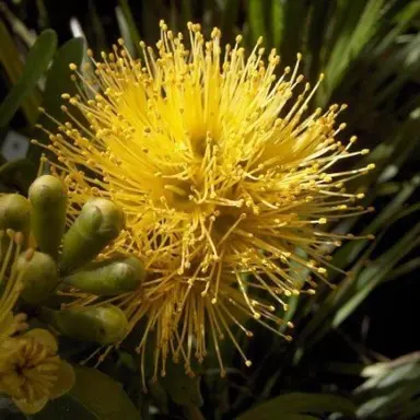Metrosideros Fulgens Gold yellow flower.