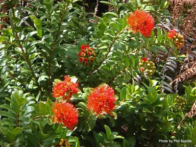Metrosideros fulgens red flowers and green foliage.