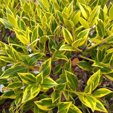Metrosideros Harlequin plant with yellow and green foliage.