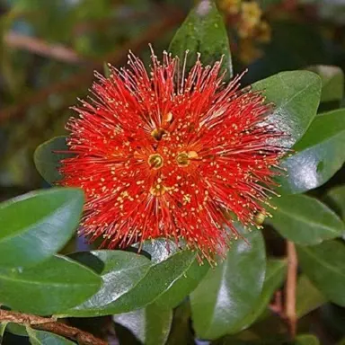 Metrosideros Red Glow plant with red flowers.