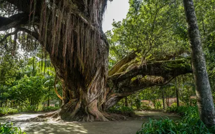 A very old Metrosideros robusta (Northern Rata) tree.
