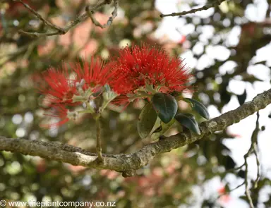 Metrosideros Vibrance red flowers.