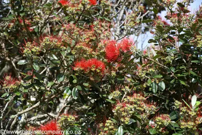 Metrosideros Vibrance red flowers amidst lush olive-green leaves.