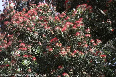 Metrosideros Vibrance red flowers amidst lush foliage on a mature tree.