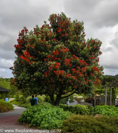 Metrosideros Vibrance tree in flower with great form.