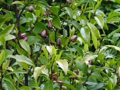 A Michelia figo shrub with lush green foliage and masses of elegant flowers.