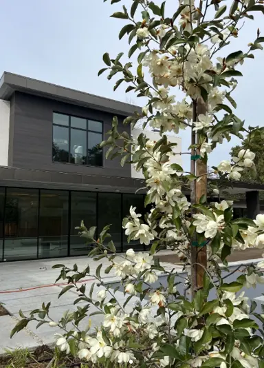 A spectacular Michelia 'Inspiration' specimen tree with masses of white flowers.