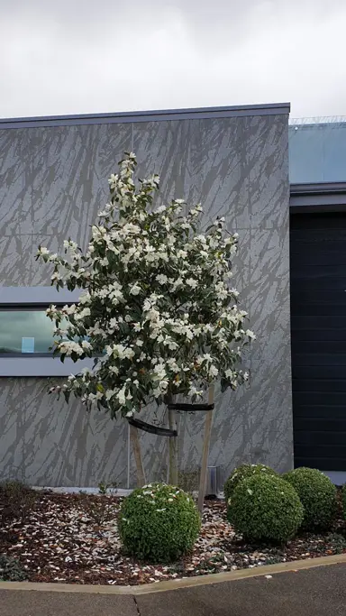 A Michelia 'Inspiration' standard tree with white flowers in a garden.