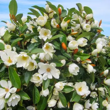 michelia-lemon-fragrant-