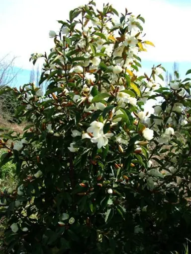 michelia-lemon-fragrant-1