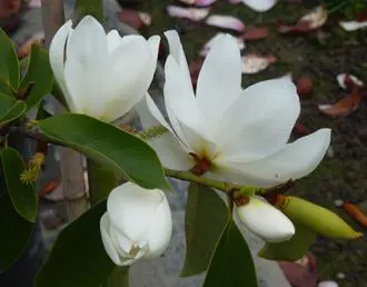 michelia-lemon-fragrant-2