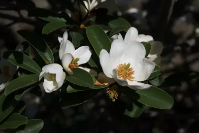 Michelia yunnanensis white flowers amidst green foliage.